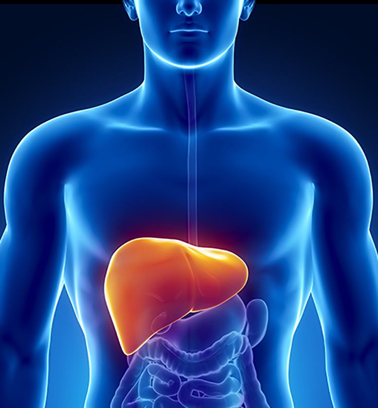 can-you-live-without-a-liver-lets-find-the-facts-gastroenterology